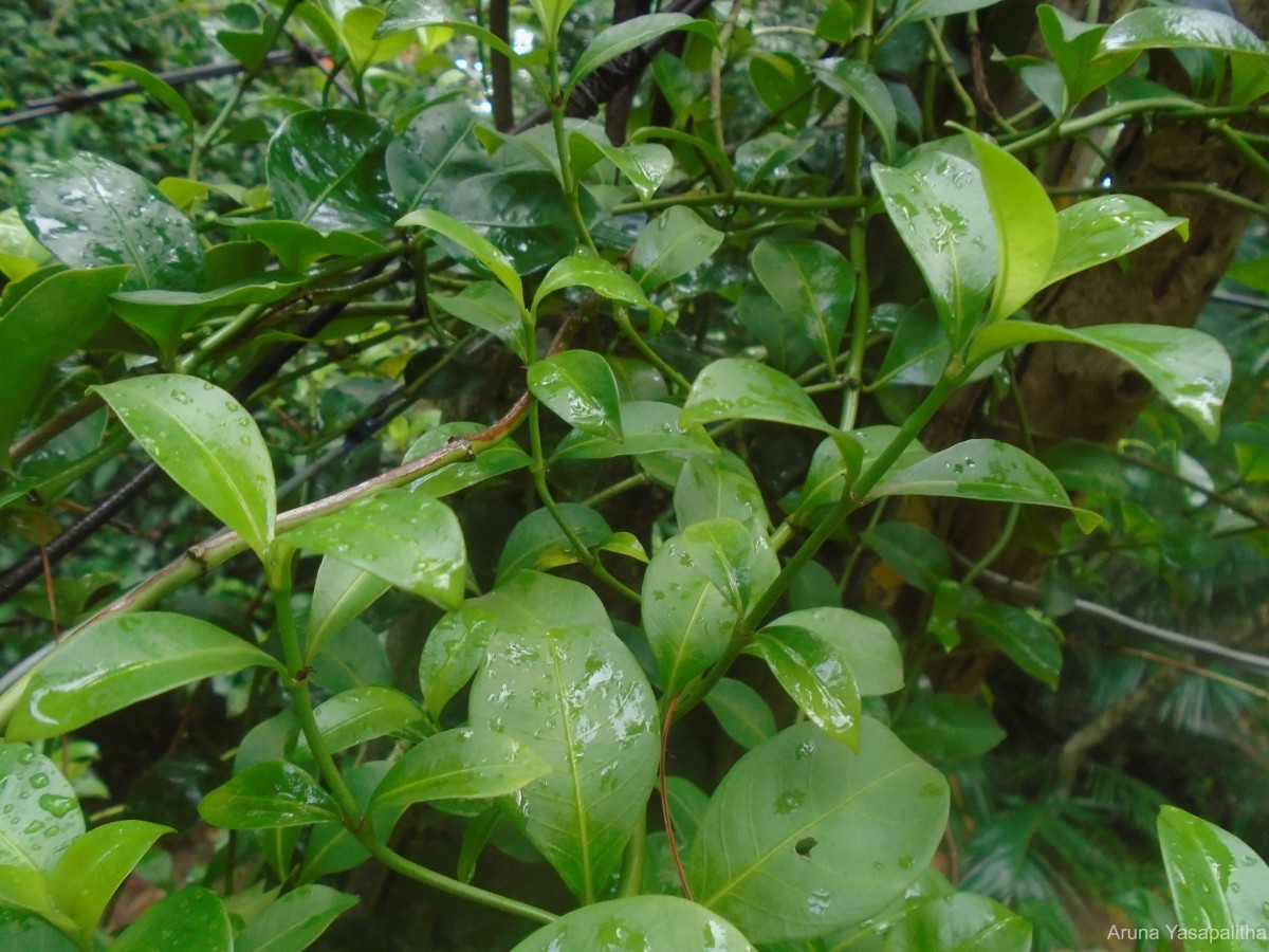 Psychotria sarmentosa Blume